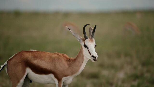 Small antelope in african grasslands.