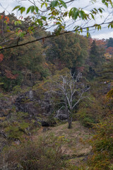 日本　岩手県一関市を流れる磐井川の渓谷、厳美渓と紅葉した木々