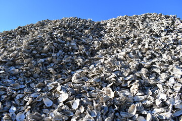 Oyster shells with clear blue sky.