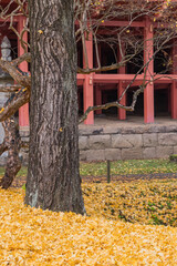 日本　岩手県西磐井郡平泉町にある達谷窟毘沙門堂の落葉した銀杏