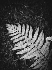 fern leaf isolated on black