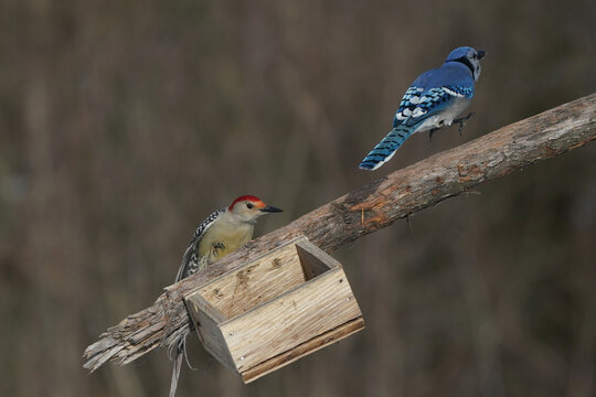 Top bird, male Red Bellied Woodpecker, fighting over food. Jay always loses