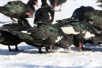 Muscovy Ducks in Winter 