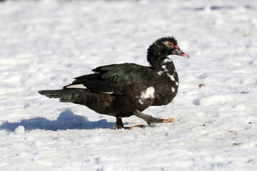 Muscovy Ducks in Winter 