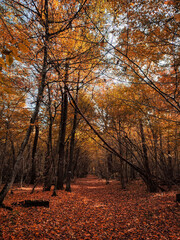 Fototapeta premium autumn in the park
