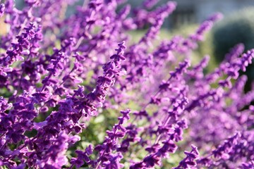 Purple Lavender Closeup Background 2