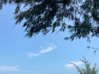 Green spruce leaves against a blue sky background