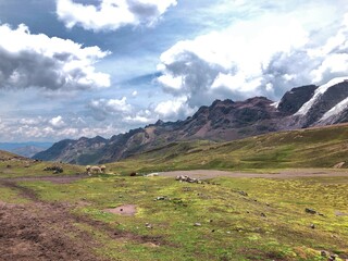 [Peru] Alpacas eating grass (Vinicunca mountain (Rainbow Mountain))