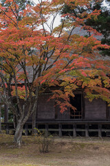 日本　岩手県西磐井郡平泉町にある毛越寺庭園の常行堂と紅葉