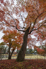 Naklejka premium 日本 岩手県西磐井郡平泉町にある毛越寺庭園の紅葉