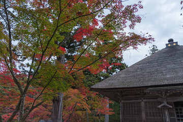 日本　岩手県西磐井郡平泉町にある毛越寺庭園の常行堂と紅葉