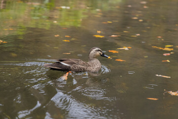 日本　岩手県一関市を流れる砂鉄川沿いの渓谷、猊鼻渓を泳ぐ鴨
