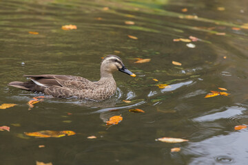 日本　岩手県一関市を流れる砂鉄川沿いの渓谷、猊鼻渓を泳ぐ鴨