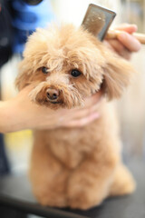 ブラッシングしてもらっているトイプードル