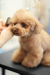 ブラッシングをしてもらっているトイプードル