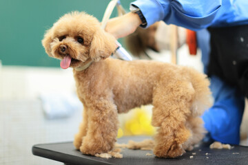 トリミングをしてもらっているトイプードル