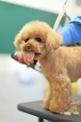 トリミングをしてもらっているトイプードル