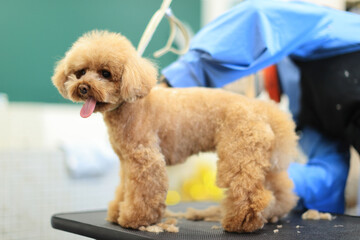 トリミングをしてもらっているトイプードル
