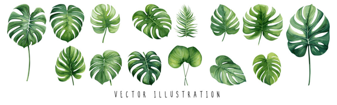 Collection set of green leaf monstera vector watercolor isolated on white background, watercolor leaves collection. Vector Illustartion.