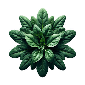 Spinach leaves isolated transparent background Ai generative.