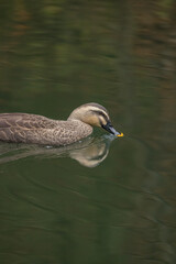 日本　岩手県一関市を流れる砂鉄川沿いの渓谷、猊鼻渓を泳ぐ鴨