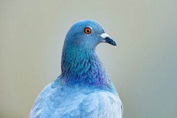 Closeup, Pigeon Head, Feather Structure, Iridescent Feathers, Pigeon Macro