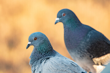 Closeup, Pigeon Head, Feather Structure, Iridescent Feathers, Pigeon Macro