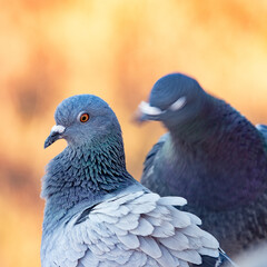 Closeup, Pigeon Head, Feather Structure, Iridescent Feathers, Pigeon Macro