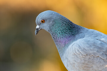 Closeup, Pigeon Head, Feather Structure, Iridescent Feathers, Pigeon Macro