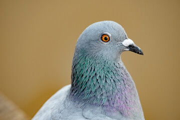 Closeup, Pigeon Head, Feather Structure, Iridescent Feathers, Pigeon Macro