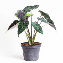 Alocasia in a pot on white
