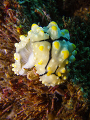 Nudibranch Phyllidia Elegans