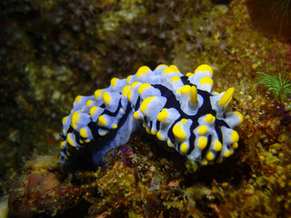Nudibranch Phyllidia varicosa
