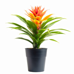 Bromeliad in a pot isolated on white