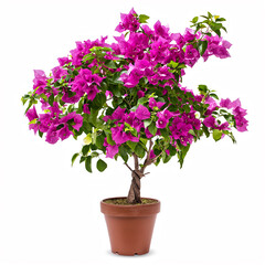 Bougainvillea in a pot isolated on white