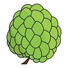 Fototapeta premium Vector illustration, Sugar apple or custard apple with green leaves, isolated on white background,