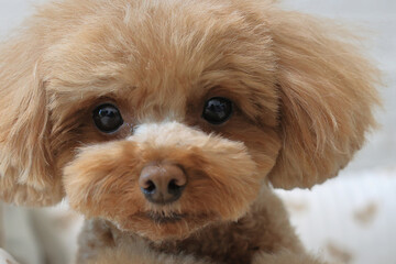 トリミング後におすましするトイプードル