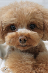 トリミング後におすましするトイプードル