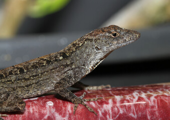 Portrait of a Brown Anole (Anolis sagrei) observed on Kauai. These lizards have been introduced to Hawaii, where they are not native. 