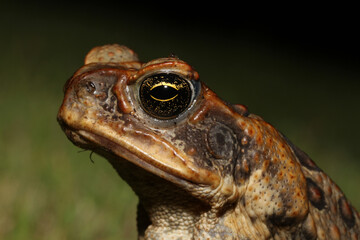 Portrait of a cane toad (Rhinella marina) at night in a yard in Kauai. Cane toads are an invasive species in Hawaii, and harm native species. 