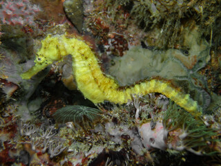 Yellow seahorse