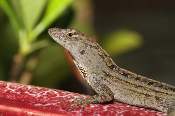 Portrait of a Brown Anole (Anolis sagrei) observed on Kauai. These lizards have been introduced to Hawaii, where they are not native. 