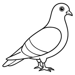 pigeon