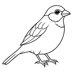 sparrow