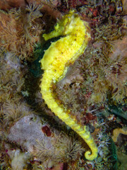 Obraz na płótnie Canvas Yellow seahorse