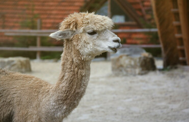 Obraz premium Llama alpaca in the zoo, fluffy and cute animal close up
