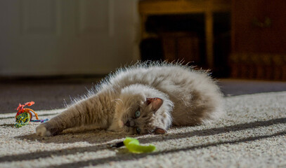 Ragdoll kitten playing and relaxing in the sunlight 