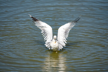 California Seagulls, Closeup Views, Standing, Flying, Stretching, Common Seagull, Santa Barbara