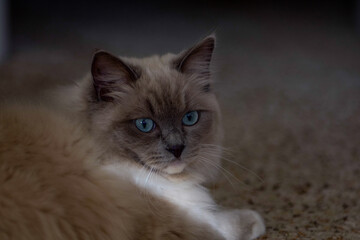 Ragdoll kitten playing and relaxing in the sunlight 