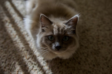 Ragdoll kitten playing and relaxing in the sunlight 